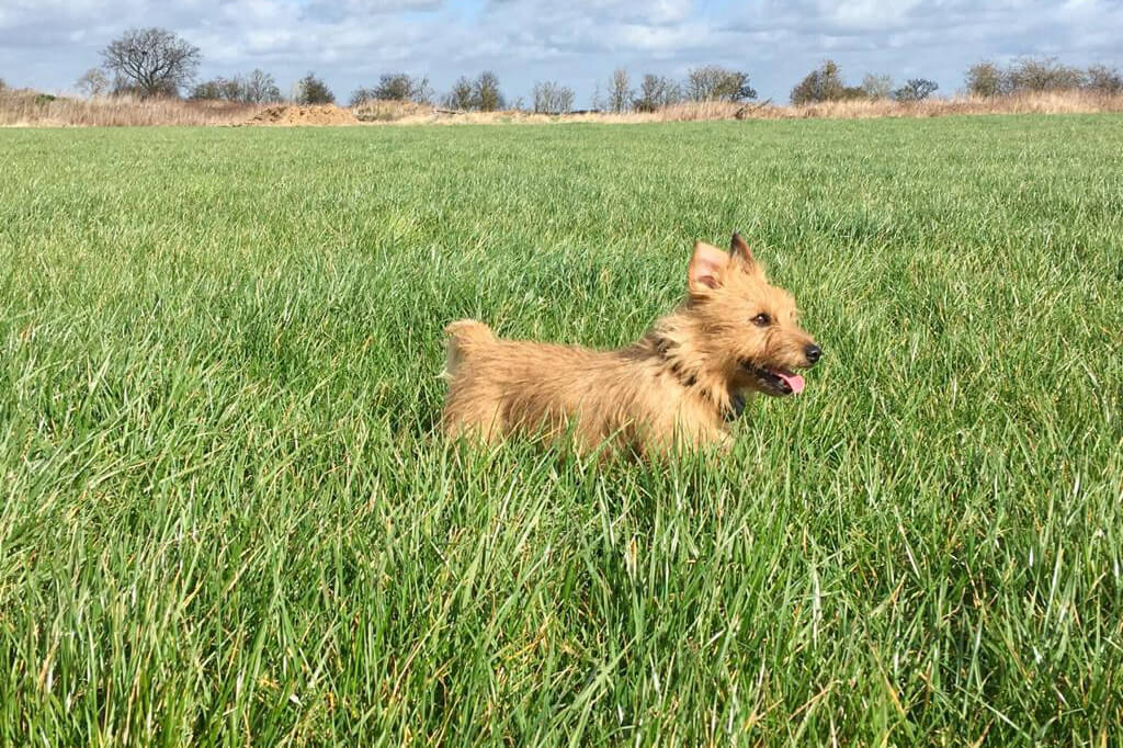 norfolk terrier in the field